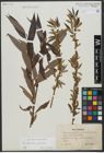 Foto von Salix triandra L. x Salix viminalis L.